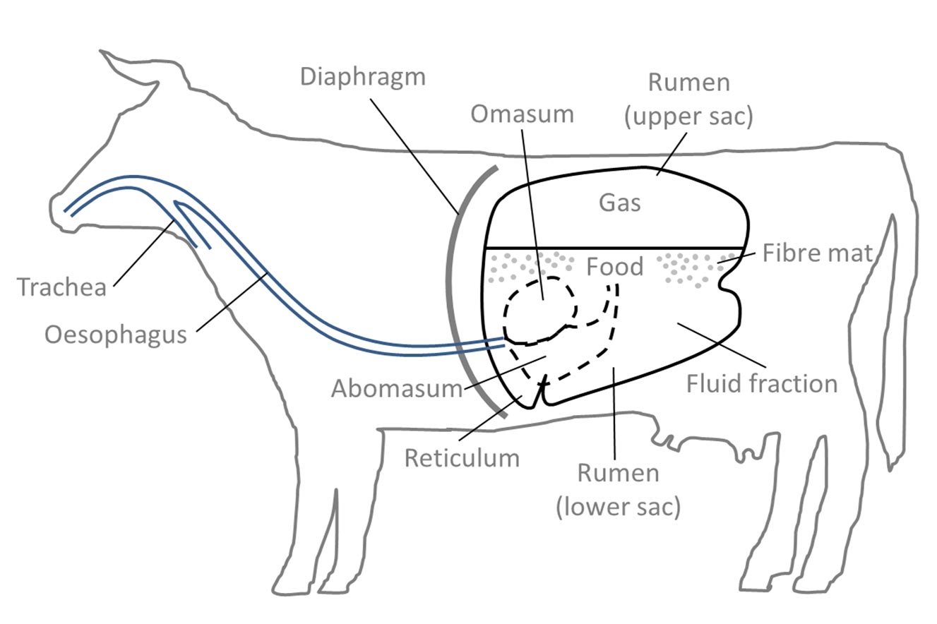 Farm Health Online – Animal Health and Welfare Knowledge Hub – Bloat