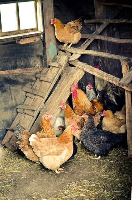 How is disease controlled in poultry populations?