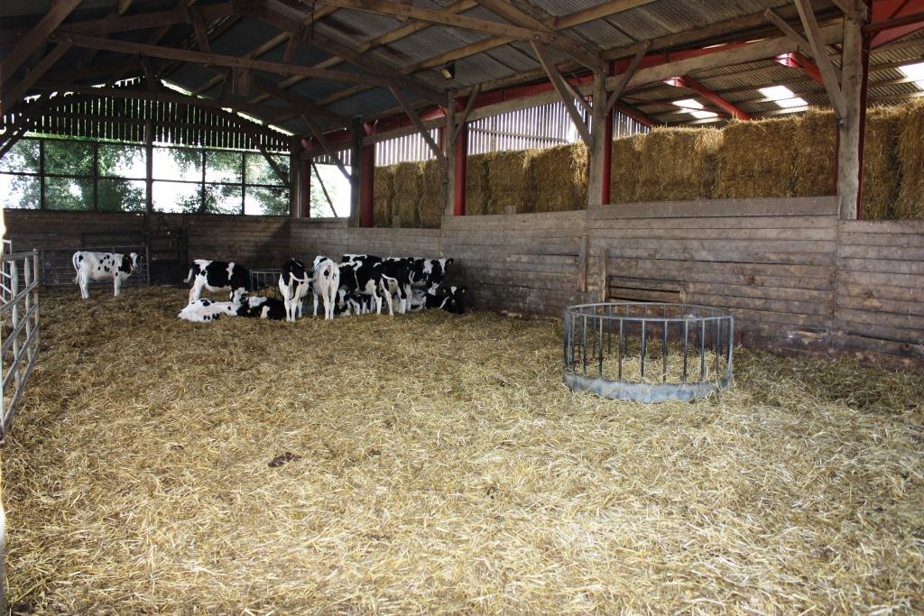 Cow Cubicle House Design - All About Cow Photos