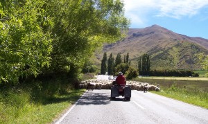 Sheep drive up the road