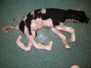 A calf foetus with deformed joints (arthrogryposis) due to Schmallenberg virus
