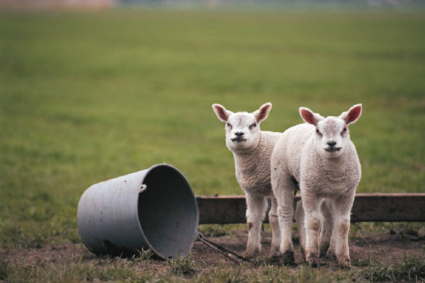 Farm Health Online – Animal Health and Welfare Knowledge Hub – Cobalt  Deficiency in Sheep