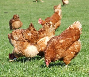 poultry_diseases_img