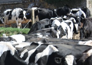 Cows backs
