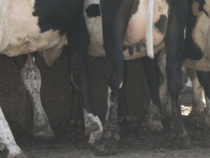 Dairy cows feet