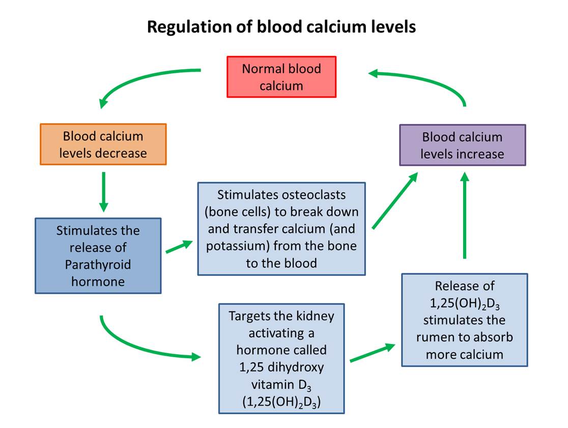 Blood calcium regulation