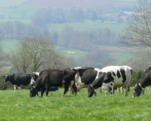 Duchy cows grazing