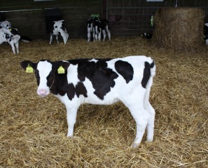 Duchy College calf in calf shed