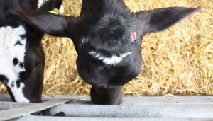 Disbudded calf