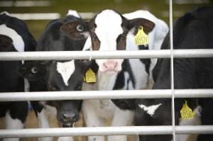 Calves behind a gate