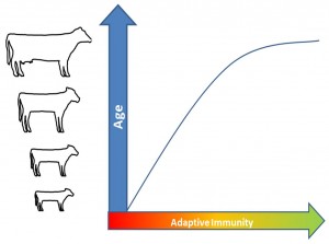 Age and immunity