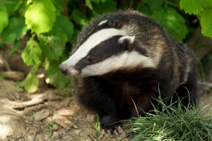 Badger