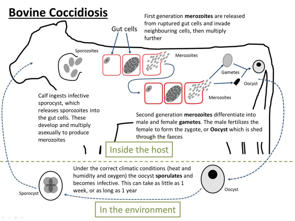 Bovine coccidiosis life cycle