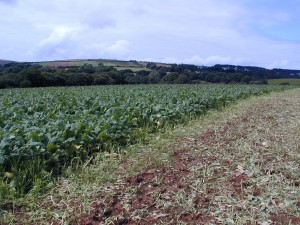 Forage crops such as kale and rape are good sources of Vitamin E