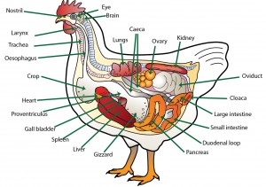 Anatomy of a chicken