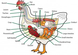 Gumboro Disease in Poultry: Symptoms and Prevention