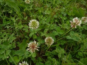 Close up of clover