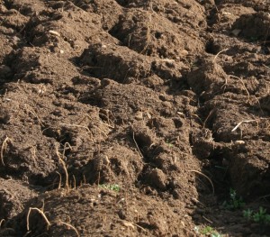 Cultivated soil