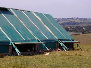 Hens sitting in the shade outside a hen house