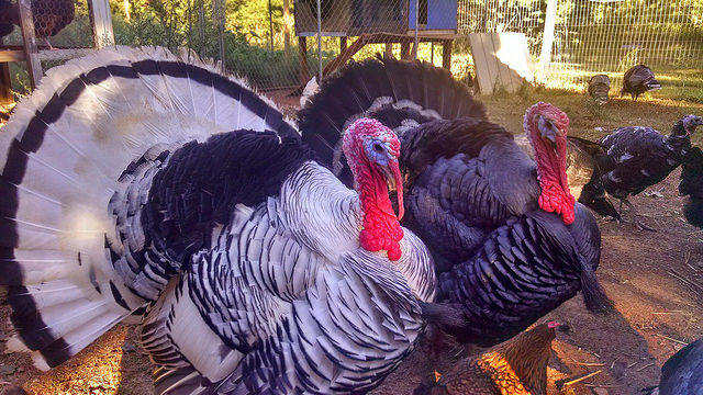 Turkey from South Paw Farm