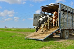 Cattle Transport