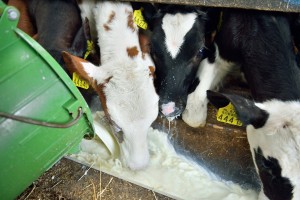 Feeding Pooled Milk