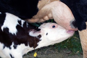 Dairy calf sucking from its mother