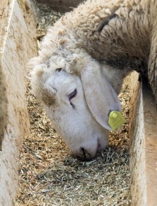 Sheep eating concentrate