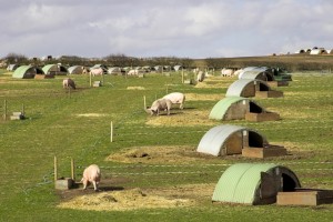 Outdoor pigs