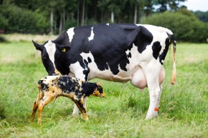 Mother and recently born calf