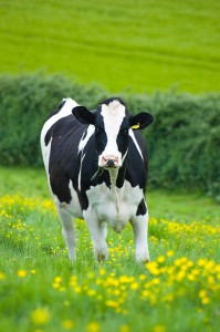 Cow on spring grass