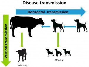 Disease transmission