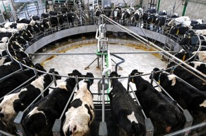 Rotary parlour cropped