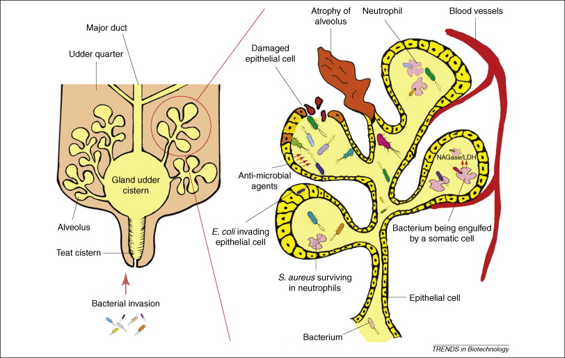 Farm Health Online – Animal Health and Welfare Knowledge Hub – Mastitis