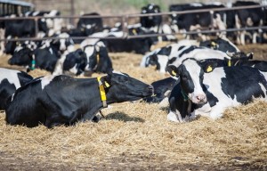 Dairy cows bedded on a straw yard