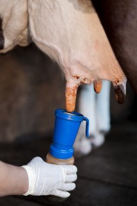 Teat disinfection