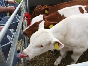 Calves being fed milk
