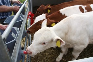 Calves being fed milk