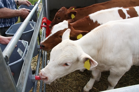 Antibiotic dry cow therapy