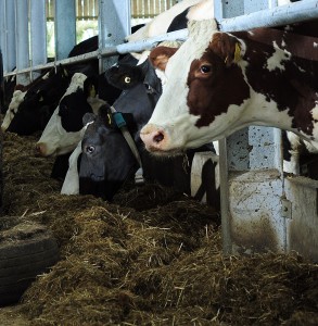 Cows being fed TMR sm