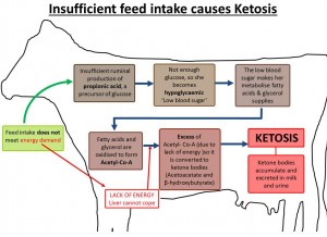 Ketosis diagram