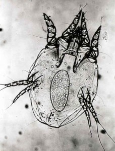 Female Psoroptes ovis mite