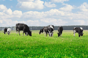 Farm Health Online – Animal Health and Welfare Knowledge Hub – Cobalt  Deficiency in Cattle