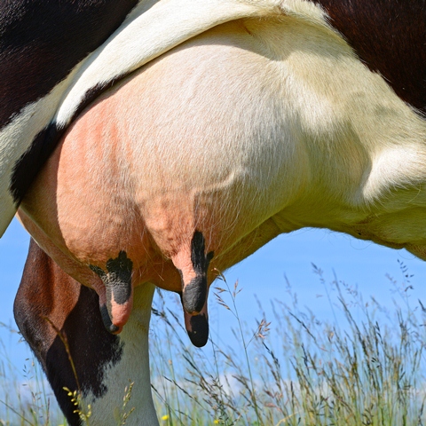 Farm Health Online – Animal Health and Welfare Knowledge Hub – Cattle