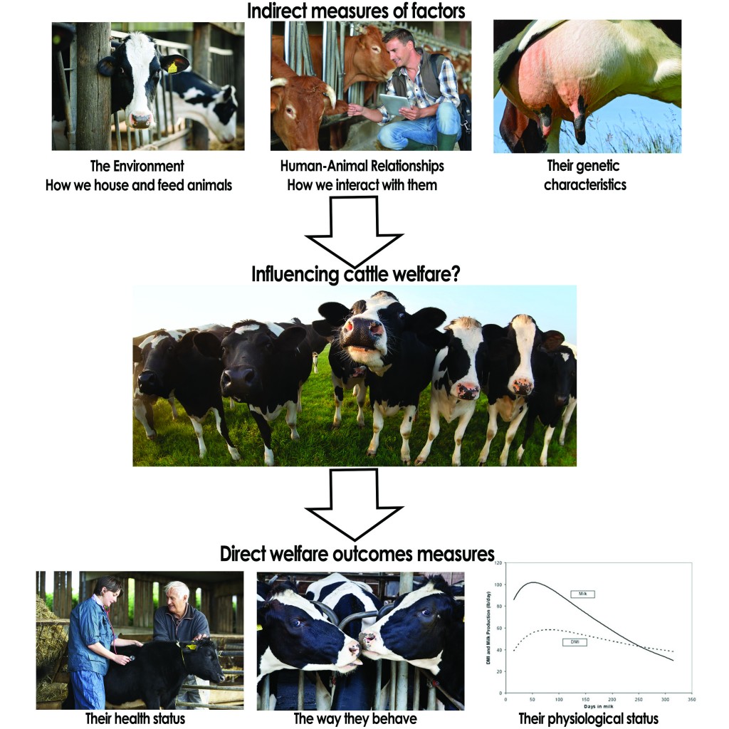 Cattle welfare assessment