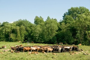 Cattle on the prairies