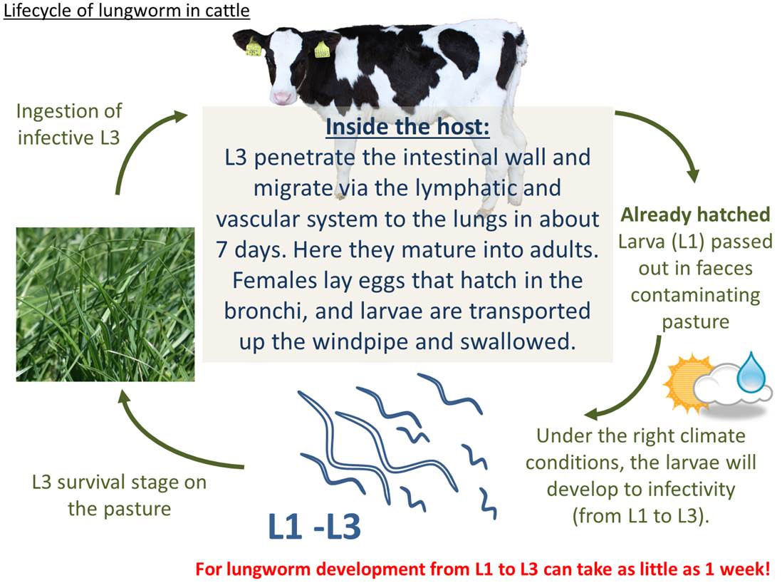 The lifecycle of cattle lungworm