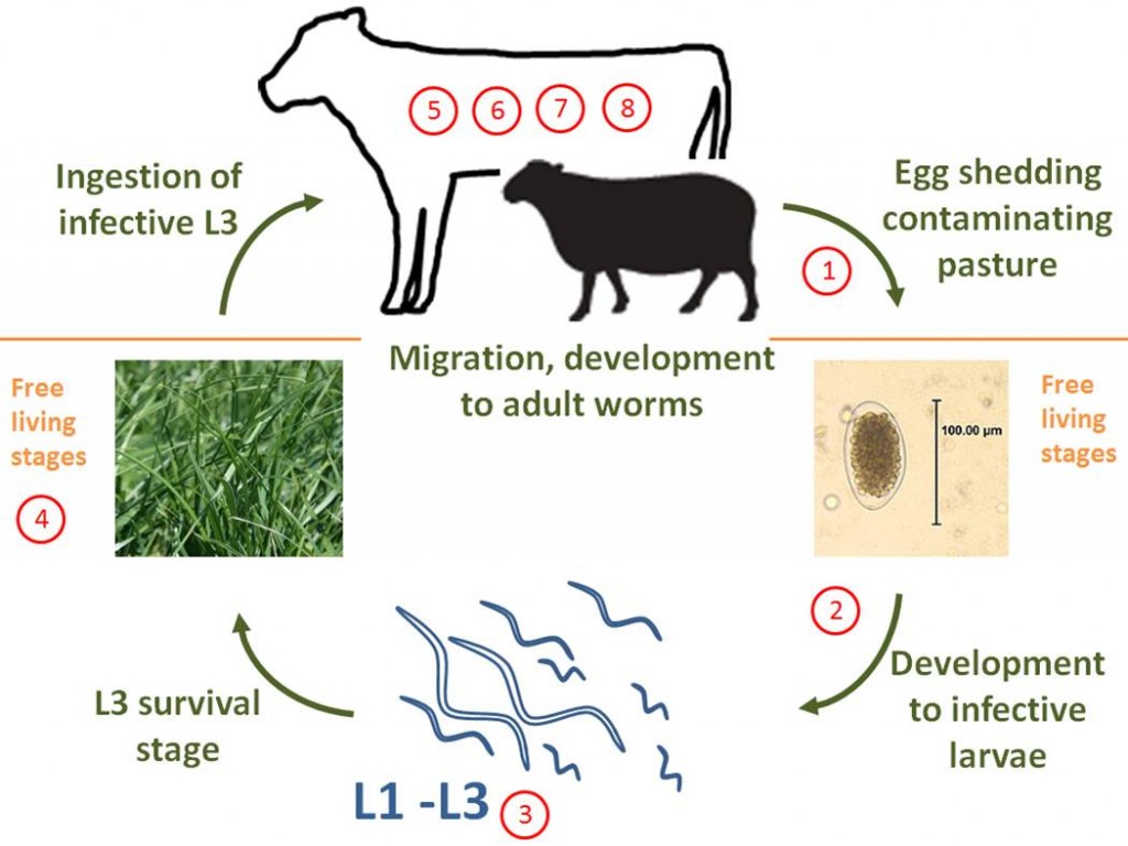 GI nematode lifecycle 