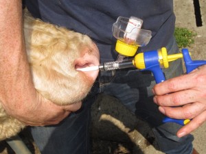 Zoetis IBR Cattle vaccine image