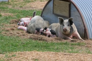 Sows outdoors with piglets